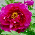Magenta tree peony